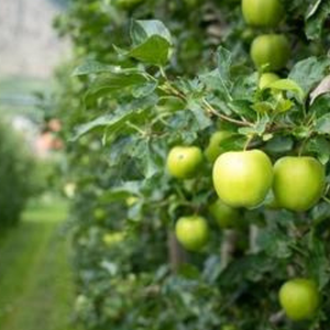 Kanha Nature Oils Huile essentielle pure de qualité supérieure en vrac Acheter OEM Supply Green Apple Fragrance Seed Raw Fresh Sweet Odor 100ml - Product Image 3