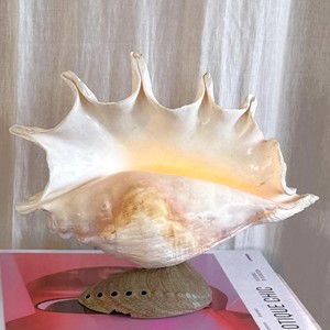 Lampe de table décorative en abalone, lampes en coquillages faites à la main, base en coquillages, lampe de style côtier à vendre - Product Image 4