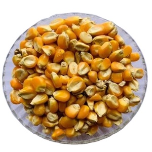Grano de maíz amarillo para caballos y ganado Cantidad a granel Alimentos para animales listos para exportar - Product Image 5