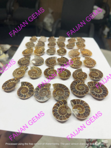 Tranches de Fossile d'Ammonite Naturelle de Haute Qualité - Certifiées par un tiers - Taille personnalisable - Fournitures pour la fabrication de bijoux - FIJAN GEMS - Product Image 4