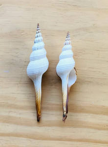 Conchas Marinas al por Mayor para Arte en Resina y Decoración DIY - Product Image 4