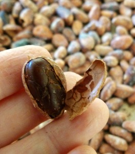 Cocoa <b>Beans</b> Vietnam Factory Premium Quality Fermented Dried Cocoa <b>Beans</b> Bulk Supply for Chocolate Making and Export - Product Image 4