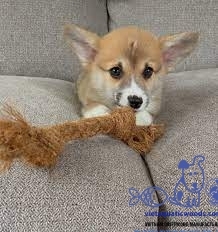 Jouet à mâcher en fibre de coco naturelle, balle durable avec corde nouée, pour animaux de compagnie, pour chien - Product Image 3