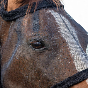 Couverture anti-mouches et anti-moustiques pour chevaux, protection auditive silencieuse, produit d'équitation pour le soin des chevaux - Product Image 6
