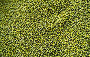 ถั่วเขียวอินเดีย ฤดูกาลใหม่ เกรดพรีเมียม แบบเม็ดเต็ม FitTree International แหล่งกำเนิดกูร์การัต อายุการเก็บรักษา 24 เดือน - Product Image 2