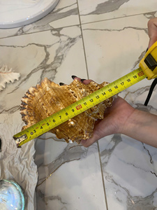 เปลือกหอยทะเลขนาดใหญ่ ของตกแต่งจากเปลือกหอยธรรมชาติ สำหรับตกแต่งบ้าน สวน ผลิตในเวียดนาม จำหน่ายส่ง - Product Image 6