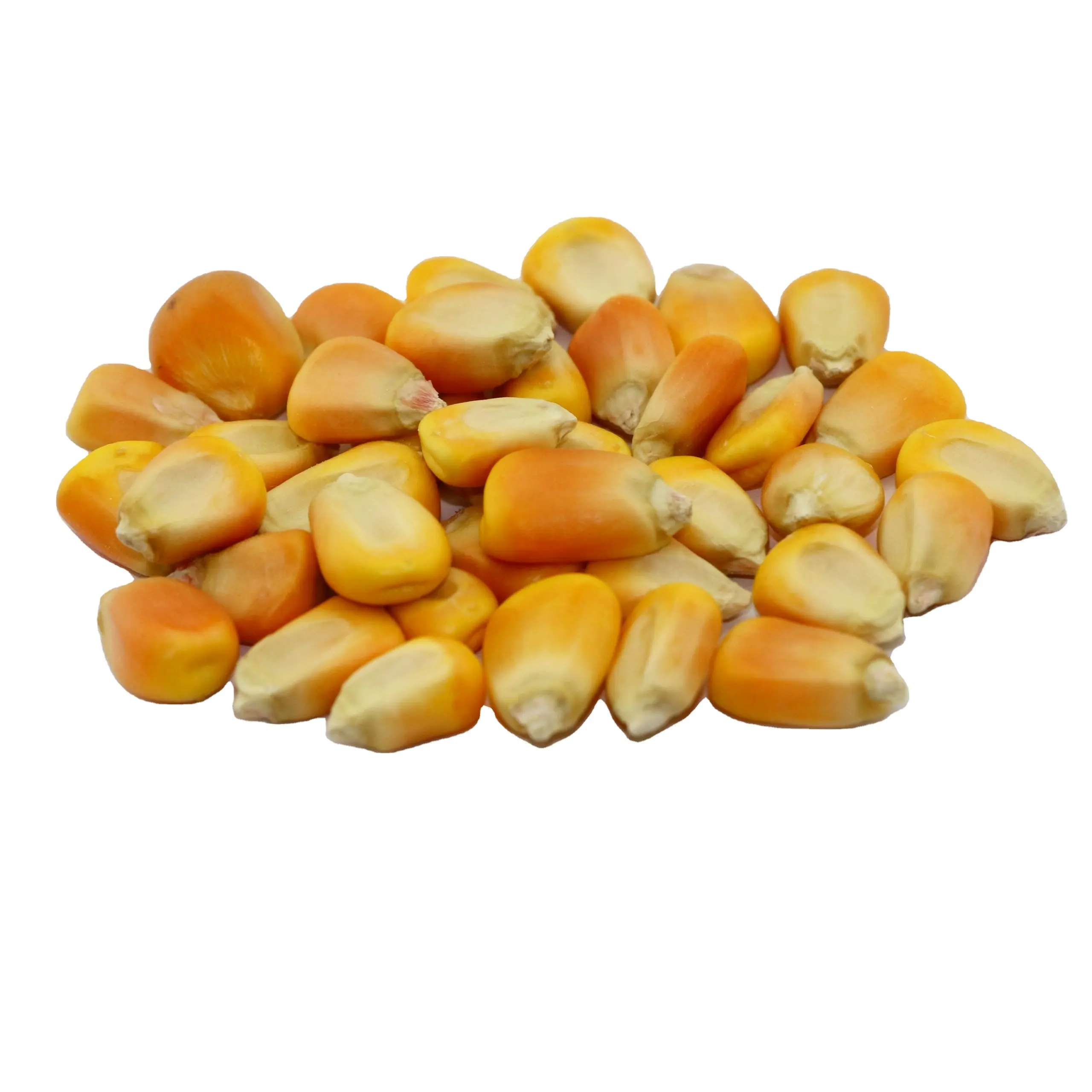 Gele Maïs Voor Diervoeder Beschikbaar Voor Export