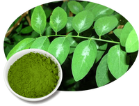 Bubuk Daun Katuk Kering Vietnam Langsung dari Pabrik, Kemasan Kraft 5kg untuk Teh Celup, Campuran Sup, Bumbu, dan Minuman