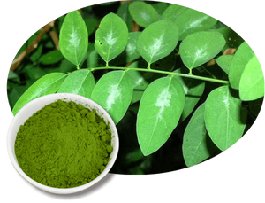 Poudre de feuilles de Katuk séchées du Vietnam, 5 kg, sac Kraft, pour sachets de thé, mélanges pour soupes, assaisonnements et boissons – Vente directe usine - Product Image 3