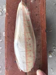 Polvo de hueso de sepia de alta calidad de exportación/hueso de sepia seco/hueso de sepia triturado de Vietnam Ms Lily - Product Image 5