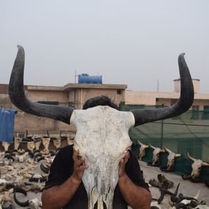 Décoration murale en corne de buffle naturelle, tête d'animal sculptée à la main, toucher réel, sculpture rustique pour la décoration intérieure de la maison - Product Image 1