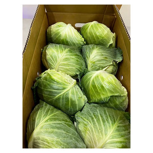 Vendedores Premium: Verduras Japonesas Frescas de Incomparable Calidad: Rábanos, Batatas y Repollo Verde - Product Image 1