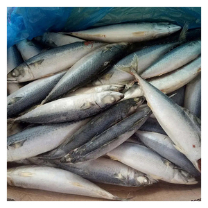 Pescado Congelado a Precios Competitivos: Caballa del Pacífico/Índico/Atlántico - Product Image 6