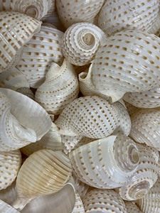 เปลือกหอยทริทอนขนาดใหญ่พิเศษ ของสะสมจากมหาสมุทร เปลือกหอยเปล่าธรรมชาติขนาดใหญ่จากชายฝั่งเวียดนาม - Product Image 4