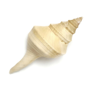 Coquillages naturels de grande taille, très demandés, style marin, pour la décoration d'aquarium. - Product Image 1