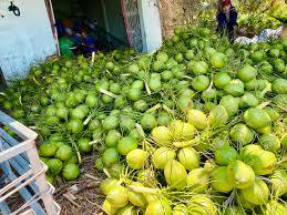 นมมะพร้าวผงไขมันต่ำจากโรงงานเวียดนาม จำหน่ายส่ง คุณภาพพรีเมียม ราคาประหยัด รสชาติธรรมชาติ - Product Image 4