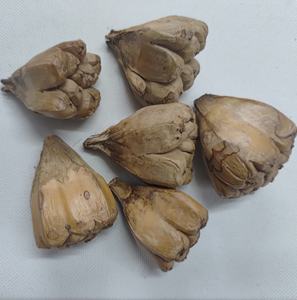 Fruits séchés de Pandanus Tectorius de haute qualité, pot-pourri botanique écologique, graines de Jack naturelles séchées pour la décoration - Product Image 1