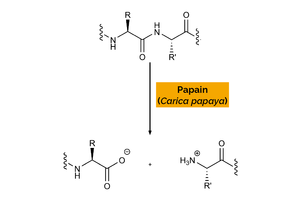 Enzimas Digestivas de Alta Calidad, Polvo de Papaína para Uso en Repostería, 2 Años de Duración - Product Image 2