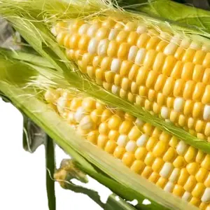 Corn Helps improve eye health Protects your heart Provides nutrients and vitamins your body needs to work well OEM Service.