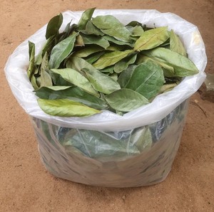 Hojas de guanábana secas fermentadas, bolsitas de té negro triturado, para preparar con agua caliente, té orgánico saludable sin azúcar, 50gr, en caja, EXPAD CO - Product Image 1