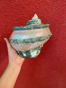Vietnam Manufacturer Large Turbo Shell Natural Seashell 14–16cm for Home Decor Bulk Supplier Export - Product Image 3