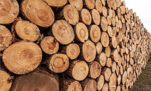 Bois rond de construction durable en eucalyptus, teck, pin, chêne et bois dur, ainsi que bois de santal – pour la fabrication de meubles – à vendre - Product Image 5