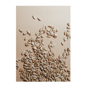 Graines de tournesol fraîches naturelles, noyaux bruts, qualité supérieure, séchées, pour collation, en vrac, vente en gros, fournisseur exportateur - Product Image 3
