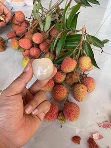 ลิ้นจี่กระป๋องในน้ำเชื่อมเบาๆจากเวียดนามสำหรับของหวานเครื่องดื่มและส่งออกจำนวนมากไปยังซูเปอร์มาร์เก็ตทั่วโลก - Product Image 5