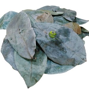 ใบชบาแห้งออร์แกนิคพรีเมียม ชาสมุนไพรอันโนน่า มูริคาตา ชาดีท็อกซ์ธรรมชาติ จำหน่ายส่งจากเวียดนาม - Product Image 1