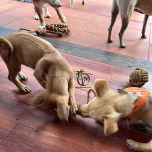 ไหมขัดฟันมะพร้าวสำหรับสุนัข/ของเล่นสัตว์เลี้ยงใยมะพร้าวธรรมชาติ ลูกบอลของเล่นปลอดภัยสำหรับการเคี้ยว ส่งตรงจากโรงงาน - Product Image 1