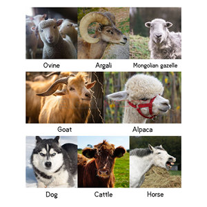 Cisailles à ongles de mouton en acier inoxydable allemandes, coupe-ongles de 10 et 12 pouces, outils de toilettage manuels robustes pour chevaux, seringues vétérinaires - Product Image 5