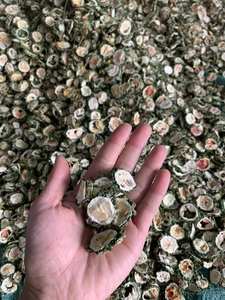 Rodajas de Melón Amargo Seco de Vietnam para Té y Uso Alimentario, Suministro a Granel de Alta Calidad, Nueva Cosecha - Sra. Tarina - Product Image 5