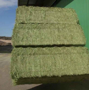 Heno de alfalfa rico en nutrientes disponible a granel, heno de alfalfa fresco para alimentar a caballos, vacas y animales pequeños de granja de forma segura. - Product Image 3