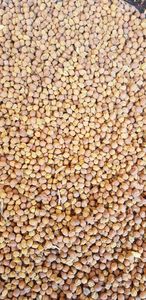 ถั่วชิกพีดิบธรรมชาติ เกรดดี ราคาถูก ขายส่ง ขนาด 9 มม. ยี่ห้อ CREKS บรรจุภัณฑ์แบบขายส่ง อายุการเก็บรักษา 3 ปี - Product Image 4