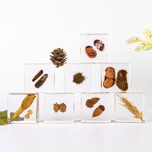 La pianta reale ha conservato i tipi di infiorescenza di modalità di aiuti didattici medici incastonati campione di resina per l'insegnamento della scuola materna - Product Image 4