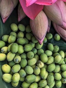 Semillas de Loto Frescas de Vietnam RTS, Seleccionadas de Vainas Maduras, Buen Sabor, Color Atractivo, Aptas para Cocinar y Exportar - Product Image 3