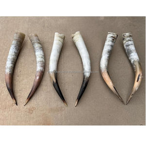 Longs cornes de boeuf polies en vrac de gros pour la décoration murale rustique de la maison et de la villa - Product Image 5