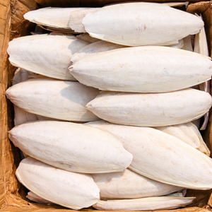 Hueso de Sepia a Granel de Alta Calidad, Hueso de Pescado Seco, Hueso de Sepia Fresco, Alimento para Loros, Golosinas para Mascotas/ Sra. ALINA - Product Image 1