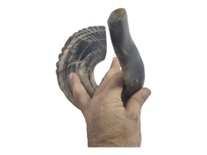 Auténtico Cuerno Shofar de Carnero, Precio Accesible, Hecho a Mano, Cuerno Religioso para Ceremonias y Oraciones - Product Image 2