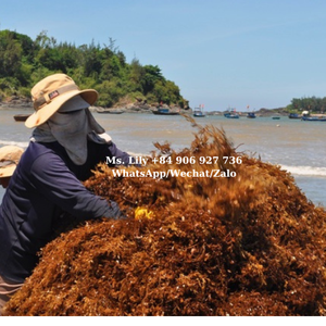 100% algas Sargassum crudas secas para exportación/polvo de Sargassum al por mayor en Vietnam/Sra. Lily - Product Image 6
