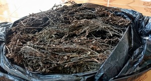 Gelée de Herbe Naturelle Séchée de Mesona Chinensis du Vietnam – Prix d'Usine en Gros pour l'Exportation - Product Image 6