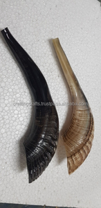 Cuernos de Oveja Shofar Crudos Religiosos Ecológicos de la Mejor Calidad, Cuernos de Carnero Pulidos para Decoración Navideña de la India al por Mayor - Product Image 2