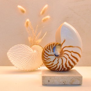 Modern coastal natural seashell table lamp various sizes sea <b>shell</b> <b>lighting</b> lamp best price - Product Image 6
