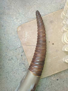 Corne de boeuf polie de haute qualité artisanat naturel animaux inspirés pour les fêtes de mariage Viking poudre boisson cuir nautique - Product Image 3