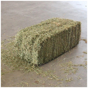 Foin d'alfalfa de qualité / granulés d'alfalfa / cubes d'alfalfa déshydratés / foin de timothée - Product Image 1