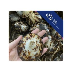 [DISPONIBLE] |   Concha de Limpet para Decoraciones de Inspiración Costera, Producción Artesanal y Aplicaciones Comerciales, Vietnam - Product Image 1