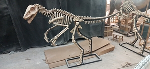 Nuevo producto Hueso <span class=keywords><strong>de</strong></span> dinosaurio <span class=keywords><strong>de</strong></span> tamaño real para <span class=keywords><strong>parques</strong></span> temáticos y museos <span class=keywords><strong>de</strong></span> <span class=keywords><strong>dinosaurios</strong></span> DINOSKY - Product Image 4