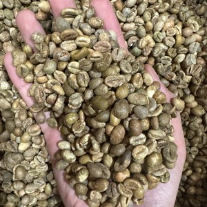 Café Verde en Grano Vietnam Arabica Specialty Honey S16+ de Fábrica con Exportación al por Mayor y Suministro Estable - Product Image 4