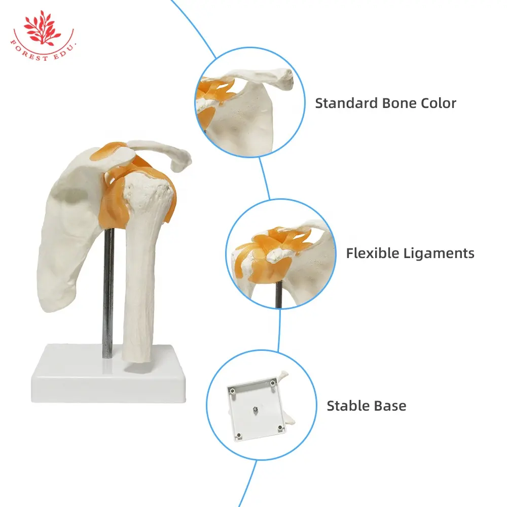 Human Skeleton Model 1:1 Life Size Shoulder Joint Model With Ligament Teaching Supplies Medical Science Shoulder Anatomy Model