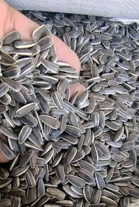 Graines de tournesol de qualité alimentaire CREKS pour la consommation humaine, en vrac, en provenance de Mongolie intérieure - Product Image 5
